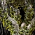 Jungle Tree & Ivy Parts 3D model small image 6