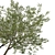  Coast Live Oak Tree Model 3D model small image 3