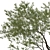 Coast Live Oak Tree Model 3D model small image 3