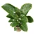 Exotic Caladium Elephant Ear 3D model small image 4