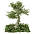 Corona Legacy Outdoor Plant 3D model small image 1