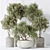 Elegant Indoor Olive Tree Set 3D model small image 2