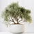 Elegant Indoor Olive Tree Set 3D model small image 3