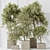 Assorted Indoor Olive Tree Set 3D model small image 2