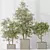 Assorted Indoor Olive Tree Set 3D model small image 4