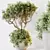 Indoor Olive Trees Set of 5 3D model small image 3