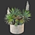 Yucca Euphorbia Planters 3D Model 3D model small image 1