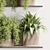 High-Quality Indoor Plants Set 3D model small image 5