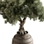 Bonsai Plant 743 - Indoor Beauty 3D model small image 3