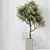 Variety Indoor Olive Tree Set 3D model small image 4