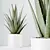 Healthful Aloe Vera Succulents Set 3D model small image 2