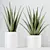 Healthful Aloe Vera Succulents Set 3D model small image 4