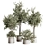 Lush Indoor Plant Set 88 3D model small image 2