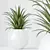 Green Dracaena Cane Houseplant Deco 3D model small image 3