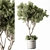 Evergreen Tree in Potted Plant 3D model small image 1