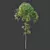 Exotic Sal Tree 3D Model 3D model small image 3