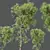 Exotic Sal Tree 3D Model 3D model small image 4