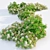 Abelia × grandiflora Trio Bundle 3D model small image 3