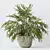 Dypsis Lutescens Areca Palm 3D 3D model small image 3