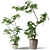 Exotic Shefflera Indoor Plant 3D model small image 2