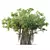  Indian Banyan Ficus Tree Model 3D model small image 1