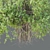  Indian Banyan Ficus Tree Model 3D model small image 3