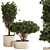 Modern Indoor Plant Decor Set 3D model small image 2