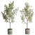 Concrete Vase Olive Trees Set 3D model small image 1