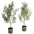 Concrete Vase Olive Trees Set 3D model small image 2