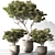 Russian Olive Tree in Pot 3D model small image 1