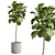 Tropical Ficus Lyrata Indoor Plant 3D model small image 1