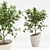 Diverse Indoor Plants Set 3D model small image 5