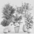 Diverse Indoor Plants Set 3D model small image 7