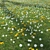 Meadow Bliss 3D model small image 5