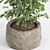  Shrub Indoor Plant Set 3D model small image 4