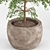  Shrub Indoor Plant Set 3D model small image 5
