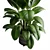 Rubber Tree Ficus Indoor Plant 3D model small image 3