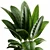 Rubber Tree Ficus Indoor Plant 3D model small image 4