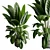 Rubber Tree Ficus Indoor Plant 3D model small image 5