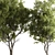 Evergreen Forest Needle Tree Set 3D model small image 4