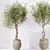 Elegant Olive Indoor Plant Set 3D model small image 5