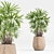 Green Indoor Plant Set 053 3D model small image 4