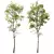 Spring Birch & Beech Tree 3D 3D model small image 2