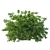 Night-blooming jasmine 3D Model 3D model small image 2