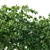 Night-blooming jasmine 3D Model 3D model small image 3