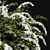 Grefsheim Flowering Shrub 3D Model 3D model small image 2