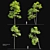 Tall Maple Trees Set with Vray Materials 3D model small image 1