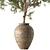 Outdoor Tree in Pot 634 3D model small image 4