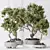 Bonsai Ginseng & Olive Set 3D model small image 2