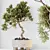 Bonsai Ginseng & Olive Set 3D model small image 4
